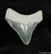 Bone Valley Megalodon Tooth #529-1